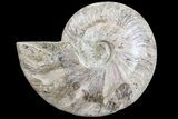 Silver Iridescent Ammonite - Madagascar #77113-1